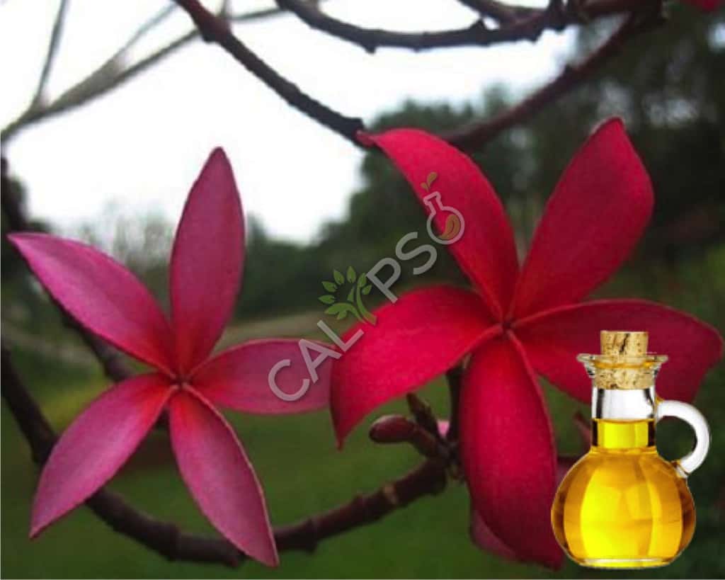 Buy 100% Pure Champaca Red Absolute Oil